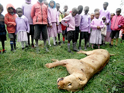 Dead Lions In Africa Killed by Farmers