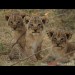 A trio of lion cubs 