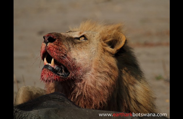 A lion eating lunch 