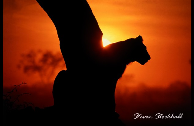 A lion at sunrise