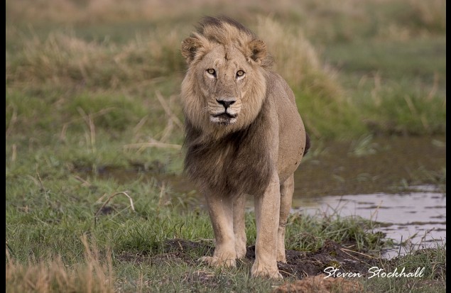 A fine male lion 