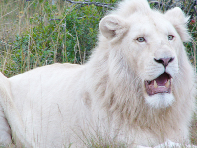 http://www.lionaid.org/media/spartavImages/109_casper-the-white-lion-at-the-isle-of-wight-zoo_original.jpg