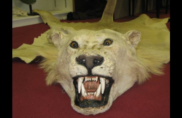 An illegal seized lion trophy in Blackpool zoo 