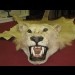 An illegal seized lion trophy in Blackpool zoo 