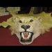 An illegal seized lion trophy in Blackpool zoo An illegal seized lion trophy in Blackpool zoo
