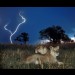Lions with lightning