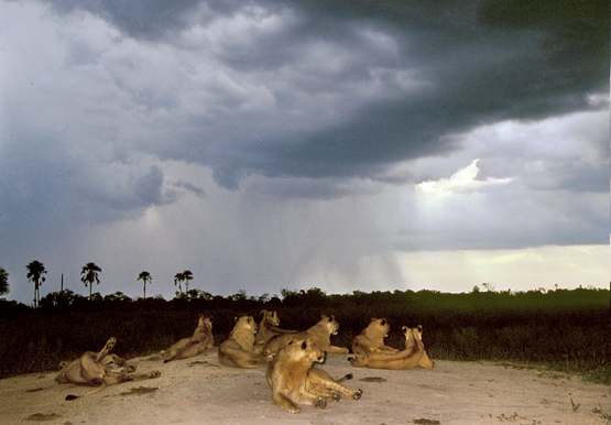 Thunder wakes Lions Thunder wakes Lions