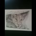 Signed and limited edition Debra Jones print Signed and limited edition Debra Jones print