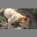 Lion Killed by spearing -4