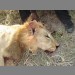 Lion Killed by spearing -5