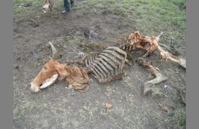 A cow killed by a lion
