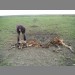 Livestock killed by lions