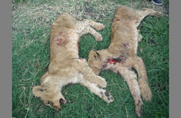 Two defenceless lion cubs killed in retaliation