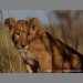 I'm looking at you by Steven Stockhall