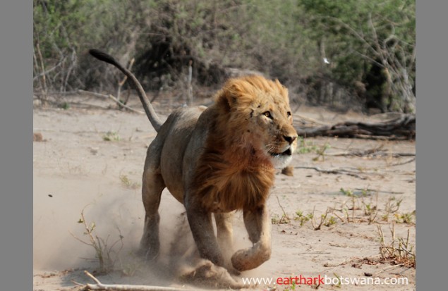 A charging male lion by Steven Stockhall