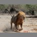 A charging male lion by Steven Stockhall
