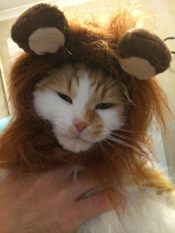 And now meet Angus, the Ginger Cat Lion