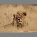 I'm watching you by Steven Stockhall