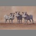 "Curiosity - Warthogs" by Kim Thompson "Curiosity - Warthogs" by Kim Thompson