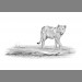 "Young Lion Cub" by Kim Thompson "Young Lion Cub" by Kim Thompson