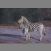 "Ever Watchful - Zebra Mare and Foal" by Kim Thompson "Ever Watchful - Zebra Mare and Foal" by Kim Thompson
