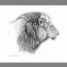 LionAid Lion