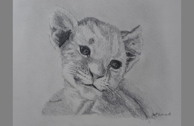 Lion Cub Drawing. "Lion Cub" by Christina