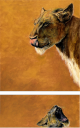 Simon Stevenson "Anticipation & Expectation" Thumbnail