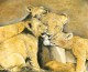 Simon Stevenson "Mothers Pride" Thumbnail