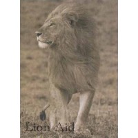 Blank Card - Lion in Sepia Tones 2