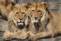 What is a pride?