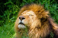 What is the favourite prey of lions?
