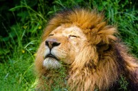 Why do male lions have manes? No other species of large or small cats have these?