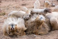 Why do male lions kill cubs?