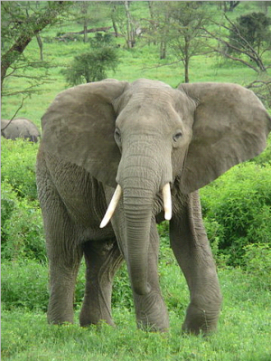 Africa's elephants are not a commodity.