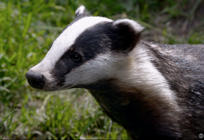 Badgers