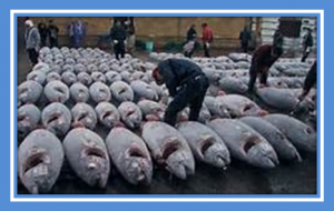 Bluefin tunas bargained against elephants