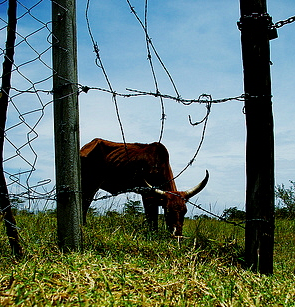 Botswana admits deficiencies in enforcing beef export standards