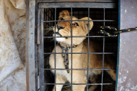 Botswana now also involved in lion trafficking? 