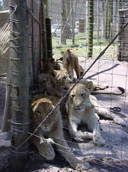 Canned lion hunting, the Appeals Court and complacency