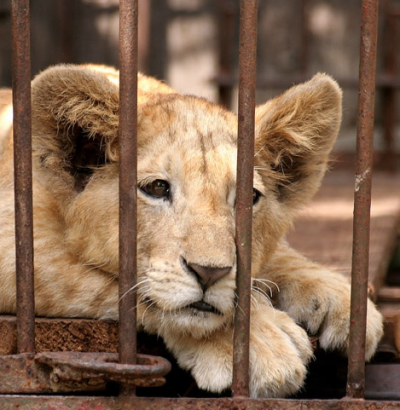 Captive bred lions