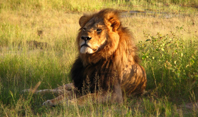 Cecil