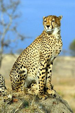 Cheetah and Stop-Over Hunting