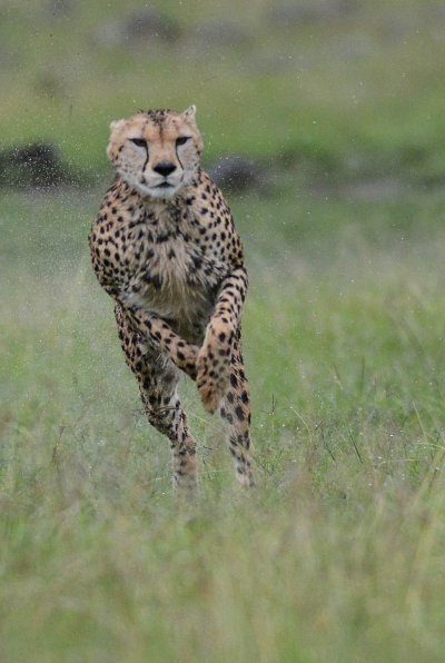 Cheetah jumping
