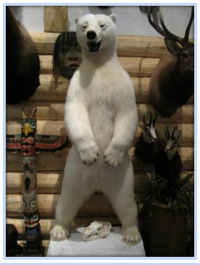 Commercial trade in polar bears : not cultural, not subsistence, not necessary