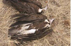 Dead vultures