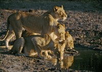 Do you have what it takes to become a LionAid Trustee?