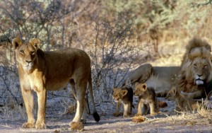 Does trophy hunting of lions contribute to their overall conservation?