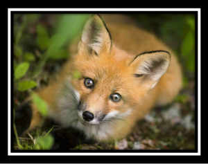 Endorphins, nociceptors, pain, and fox hunting