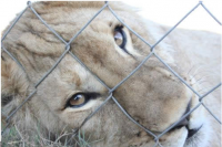  EU import ban for all  wild lion trophies from South Africa.